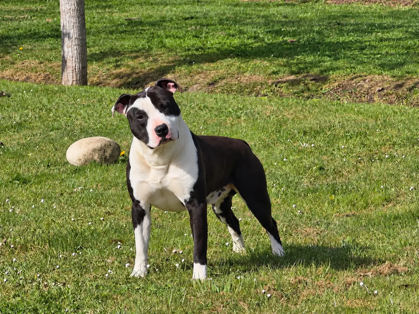 Un American Staffordshire Terrier noir et blanc dans le jardin