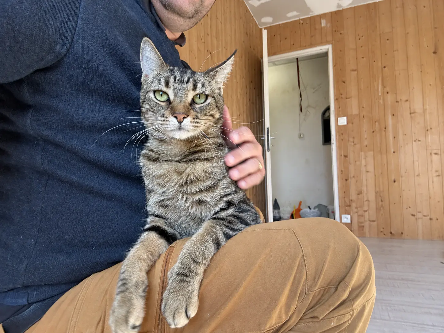Un chat tigré sur les genoux d’Aurélien dans la pension féline